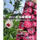 ローゼル収穫祭 | 美容と健康にうれしい“食べるハーブ”の体験イベント