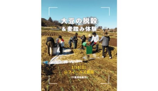 大豆脱穀&麦踏み体験